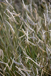 Blonde Ambition Blue Grama Grass (Bouteloua gracilis 'Blonde Ambition') at The Mustard Seed