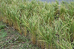 Asian Rice (Oryza sativa) at Lakeshore Garden Centres