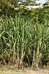 Sugar Cane (Saccharum officinarum) at Lakeshore Garden Centres