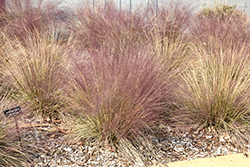 Hairawn Muhly (Muhlenbergia capillaris) at Lakeshore Garden Centres