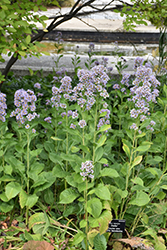 Jindai Tartarian Aster (Aster tataricus 'Jindai') at Lakeshore Garden Centres