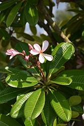 Dwarf Singapore Pink Plumeria (Plumeria 'Dwarf Singapore Pink') at Lakeshore Garden Centres