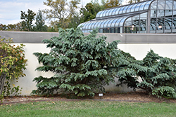 Divinely Blue Deodar Cedar (Cedrus deodara 'Divinely Blue') at Lakeshore Garden Centres