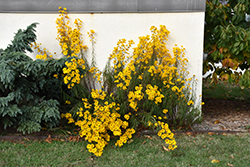 Narrow-leaved Sunflower (Helianthus angustifolius) at Lakeshore Garden Centres