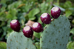 Beaver Creek Prickly Pear Cactus (Opuntia 'Beaver Creek') at Lakeshore Garden Centres