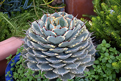 Kissho Kan Agave (Agave potatorum 'Kissho Kan') at Lakeshore Garden Centres