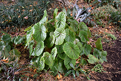 Lily Pad Begonia (Begonia nelumbiifolia) at Lakeshore Garden Centres