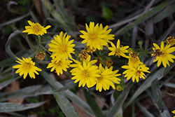 Narrowleaf Silkgrass (Pityopsis graminifolia) at Lakeshore Garden Centres