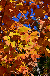 Belle Tower Sugar Maple (Acer saccharum 'Reba') at Lakeshore Garden Centres