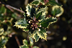 Hedgehog Holly (Ilex aquifolium 'Hedgehog') at Lakeshore Garden Centres