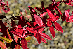 Wintergreen Barberry (Berberis x julianae) at Lakeshore Garden Centres