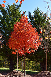 Flashfire Sugar Maple (Acer saccharum 'JFS-Caddo2') at Lakeshore Garden Centres