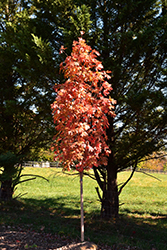 Autumn Fest Sugar Maple (Acer saccharum 'JFS-KW8') at Lakeshore Garden Centres