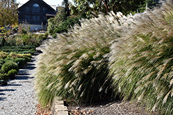 Gracillimus Maiden Grass (Miscanthus sinensis 'Gracillimus') at Peter Knippel Garden Centre