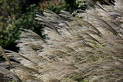 Gracillimus Maiden Grass (Miscanthus sinensis 'Gracillimus') at Peter Knippel Garden Centre