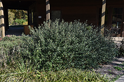 Prague Viburnum (Viburnum x pragense) at Lakeshore Garden Centres