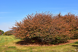Satin Cloud Flowering Crab (Malus 'Satin Cloud') at Lakeshore Garden Centres