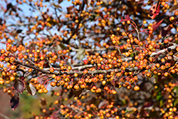 Satin Cloud Flowering Crab (Malus 'Satin Cloud') at Lakeshore Garden Centres