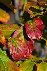 Ruby Vase Parrotia (Parrotia persica 'Ruby Vase') at Lakeshore Garden Centres