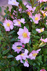 Winter's Star Camellia (Camellia 'Winter's Star') at Lakeshore Garden Centres