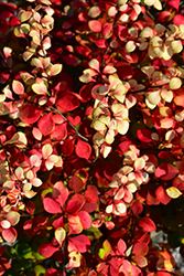 Golden Treasure Japanese Barberry (Berberis thunbergii 'Bogozam') at Lakeshore Garden Centres