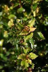 Little Rascal Meserve Holly (Ilex x meserveae 'Mondo') at Lakeshore Garden Centres