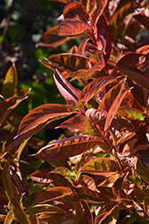 Wings Of Fire Weigela (Weigela florida 'Wings Of Fire') at Lakeshore Garden Centres