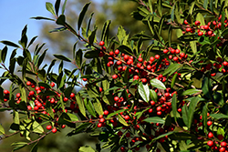 Christmas Jewel Holly (Ilex 'HL10-90') at Lakeshore Garden Centres