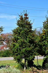 Christmas Jewel Holly (Ilex 'HL10-90') at Lakeshore Garden Centres