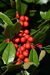 Christmas Jewel Holly (Ilex 'HL10-90') at Lakeshore Garden Centres