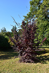 Chinese Parrotia (Parrotia subaequalis) at Lakeshore Garden Centres