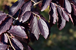 Chinese Parrotia (Parrotia subaequalis) at Lakeshore Garden Centres