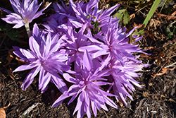 Waterlily Autumn Crocus (Colchicum 'Waterlily') at Lakeshore Garden Centres