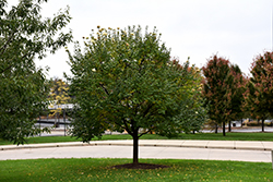 Summer Charm Pekin Lilac (Syringa pekinensis 'Summer Charm') at Lakeshore Garden Centres