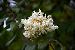 Summer Charm Pekin Lilac (Syringa pekinensis 'Summer Charm') at Lakeshore Garden Centres