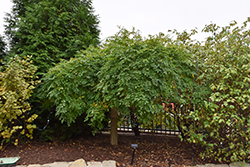 Pendula Japanese Pagoda Tree (Sophora japonica 'Pendula') at Lakeshore Garden Centres