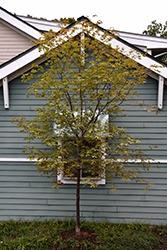 Cinnamon Girl Paperbark Maple (Acer 'Cinnamon Girl') at Lakeshore Garden Centres
