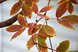 Cinnamon Girl Paperbark Maple (Acer 'Cinnamon Girl') at Lakeshore Garden Centres