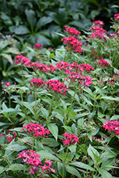 Graffiti OG Lipstick Star Flower (Pentas lanceolata 'Graffiti OG Lipstick') at Lakeshore Garden Centres