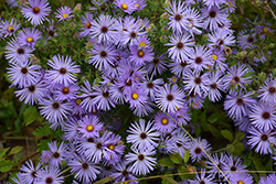 October Skies Aster (Symphyotrichum oblongifolium 'October Skies') at Lakeshore Garden Centres