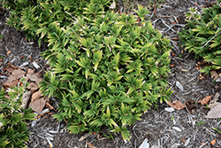 Dwarf Fernleaf  Bamboo (Pleioblastus pygmaeus var. distichus) at Lakeshore Garden Centres