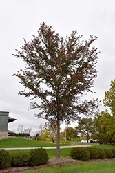 Frontier Elm (Ulmus 'Frontier') at Lakeshore Garden Centres