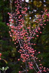 Adirondack Flowering Crab (Malus 'Adirondack') at Lakeshore Garden Centres
