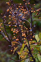 Cinderella Dwarf Flowering Crab (Malus 'Cinzam') at Lakeshore Garden Centres