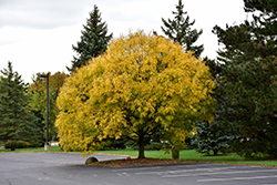 Golden Desert Ash (Fraxinus excelsior 'Golden Desert') at Lakeshore Garden Centres