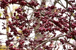 Purple Prince Flowering Crab (Malus 'Purple Prince') at Lakeshore Garden Centres