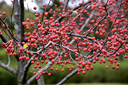 Snowdrift Flowering Crab (Malus 'Snowdrift') at Lakeshore Garden Centres