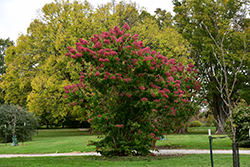 Seven-Son Flower (Heptacodium miconioides) at Peter Knippel Garden Centre