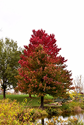 Red Sunset Red Maple (Acer rubrum 'Franksred') at Mainescape Nursery
