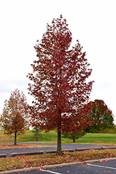 Happidaze Sweet Gum (Liquidambar styraciflua 'Hapdell') at Lakeshore Garden Centres